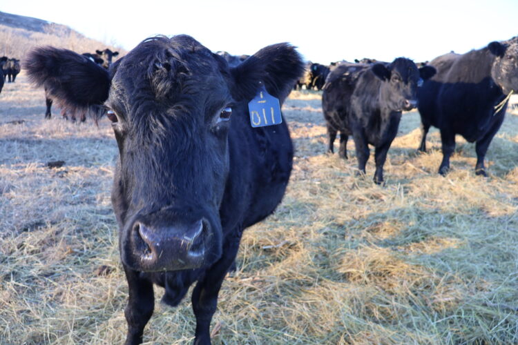 ND man among 5 charged in cattle fraud case
